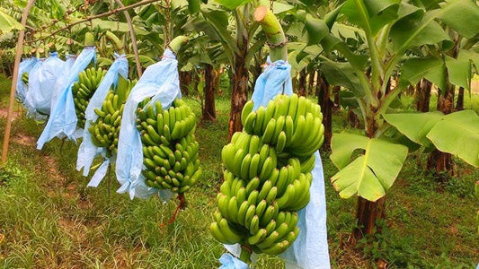 Why Green Banana Flour Is the Healthier Wheat Flour Alternative