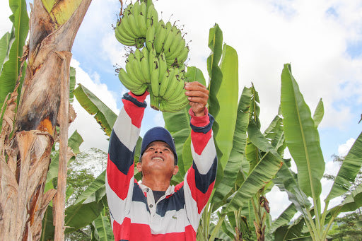 Supporting Local Farmers with Banana Island's Green Banana Flour