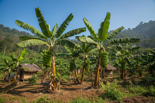 How Healthy Philippine-Sourced Bananas Shape the Quality of Green Banana Flour