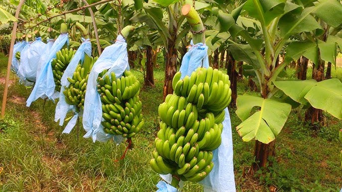 Why Green Banana Flour Is the Healthier Wheat Flour Alternative