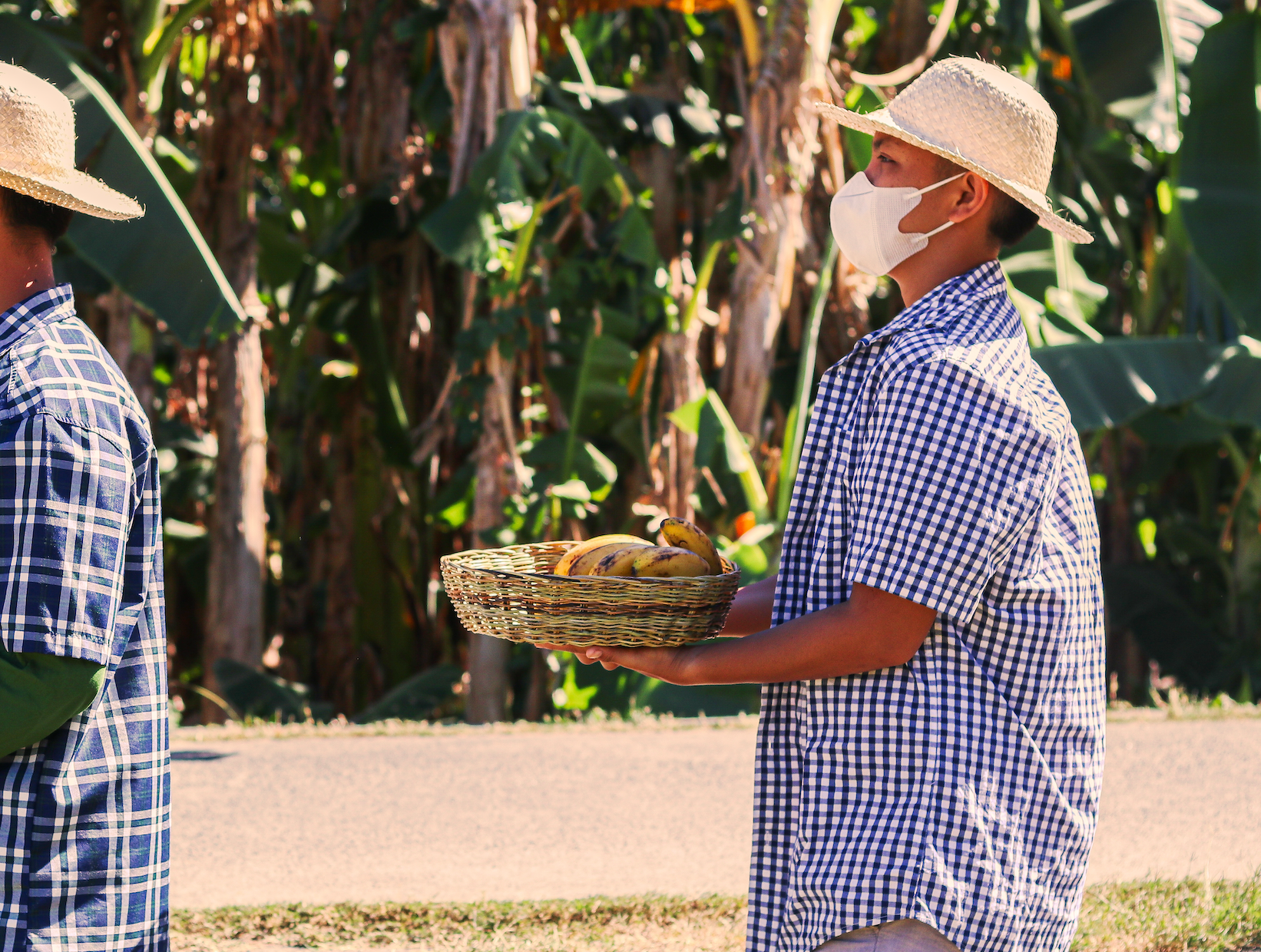 Filipino farmer holding basket of green bananas during harvest