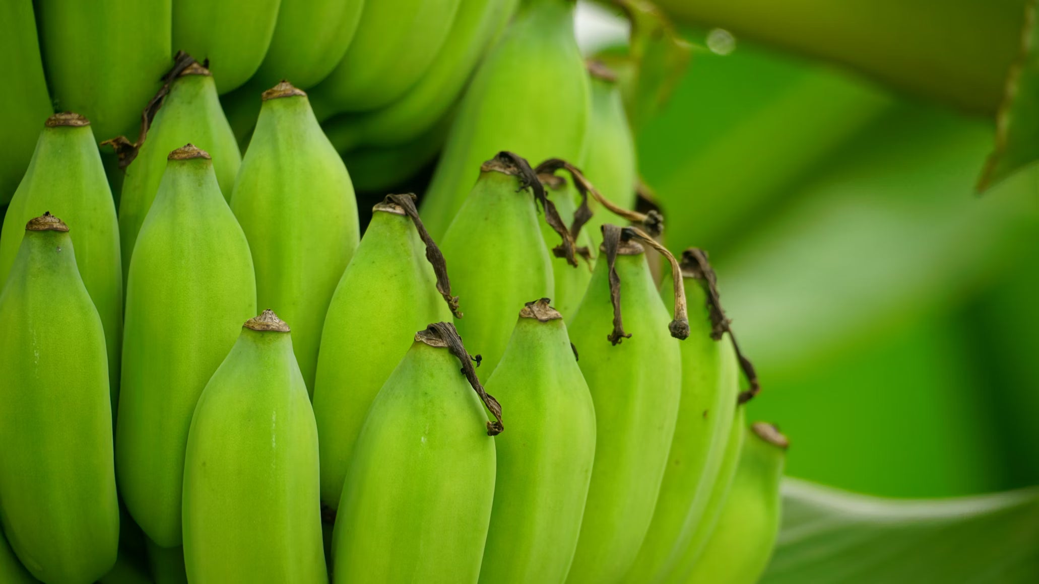 Green banana – ingredient of green banana flour