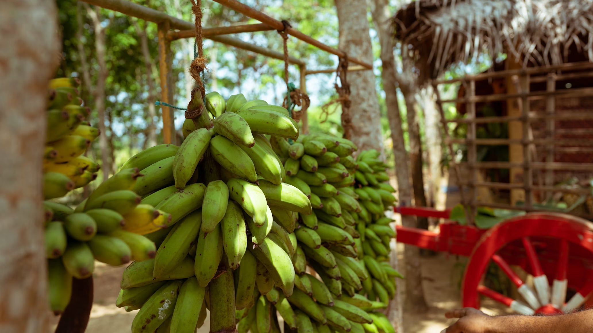 Hanging green bananas on tree in Philippines